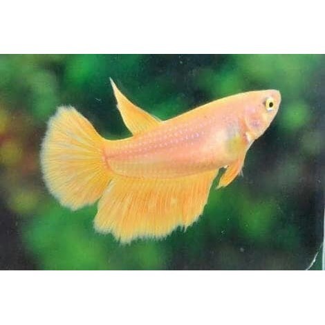 Ikan Cupang Yellow Banana betina