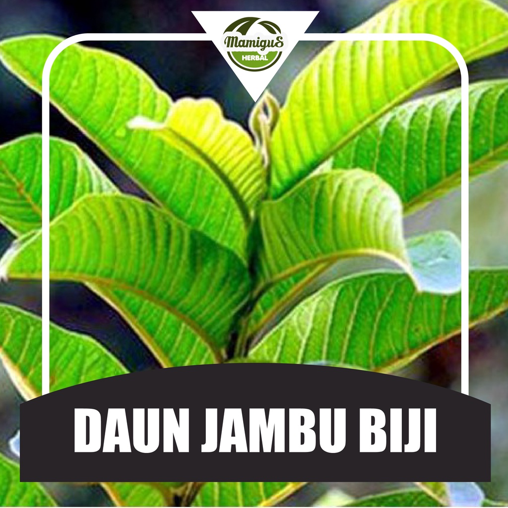 

Daun Jambu Segar / Guava Leaf (50 Lembar)