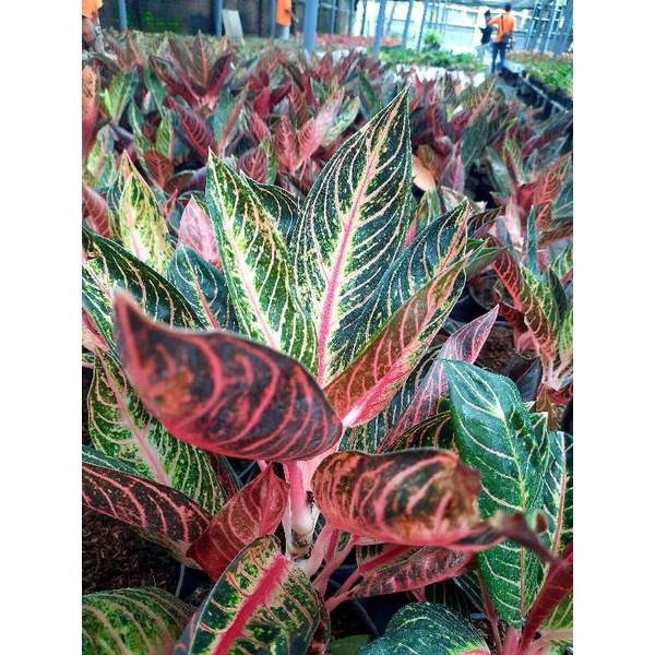 [✅COD]  AGLONEMA PRIDE OF SUMATRA - (AGLONEMA REMAJA)/ BUNGA / AGLONEMA IMPORT WARNA MERAH MURAH