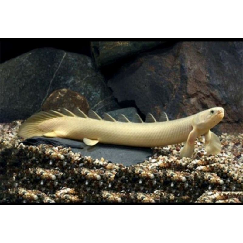 Palmas Senegalus Leucistic