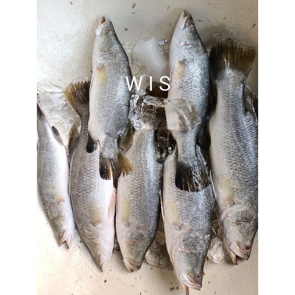 

ikan kakap putih ikan baramundi segar 1kg