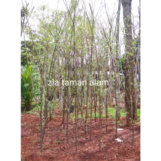 Jual Pohon hias liang liu tinggi 3meter | Shopee Indonesia