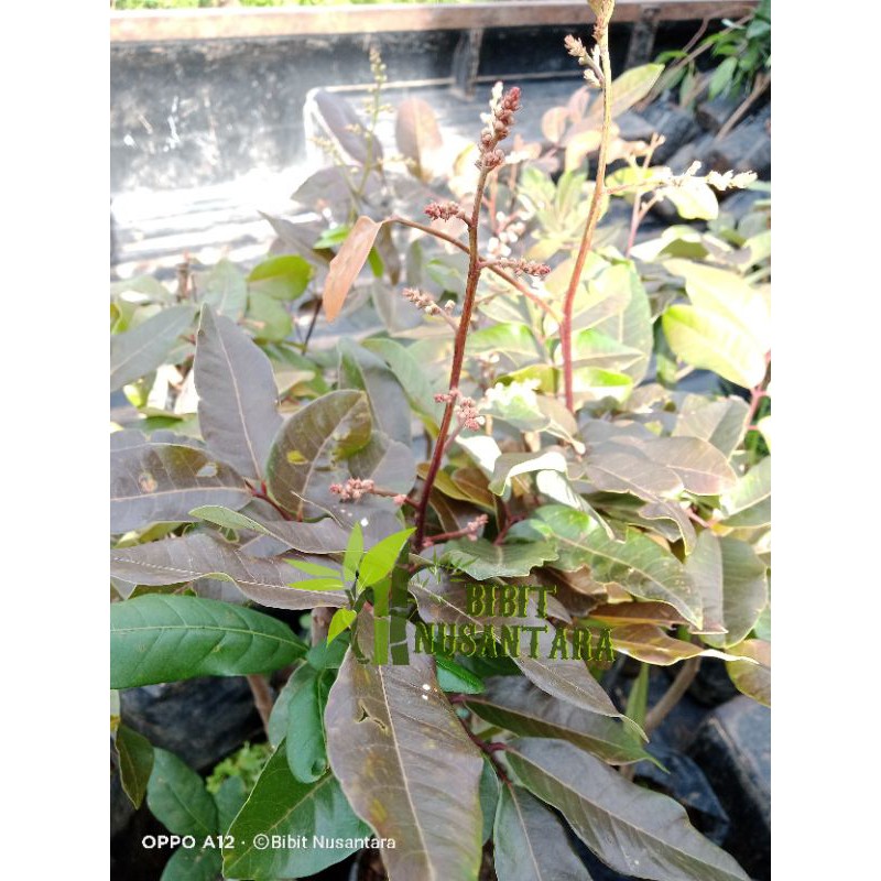 KELENGKENG MERAH SPER BERBUNGA