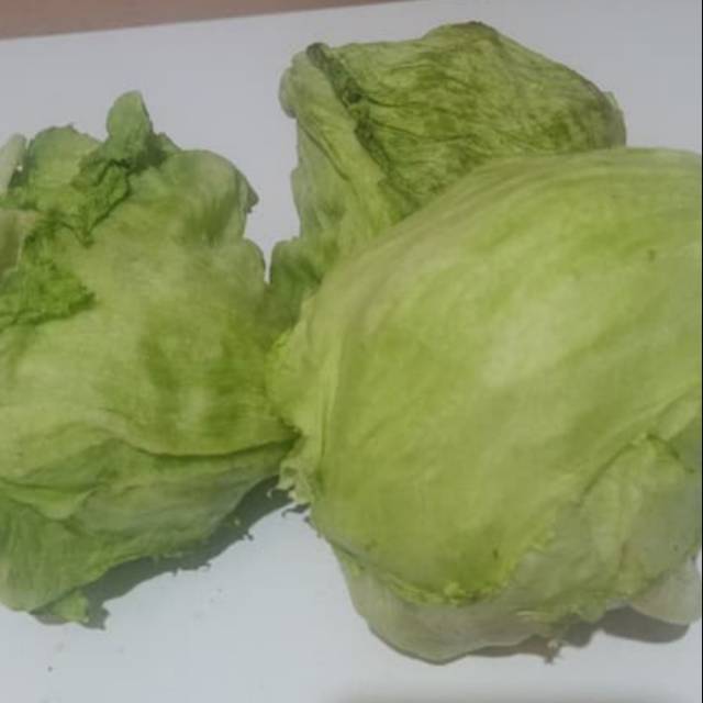 Lettuce segar