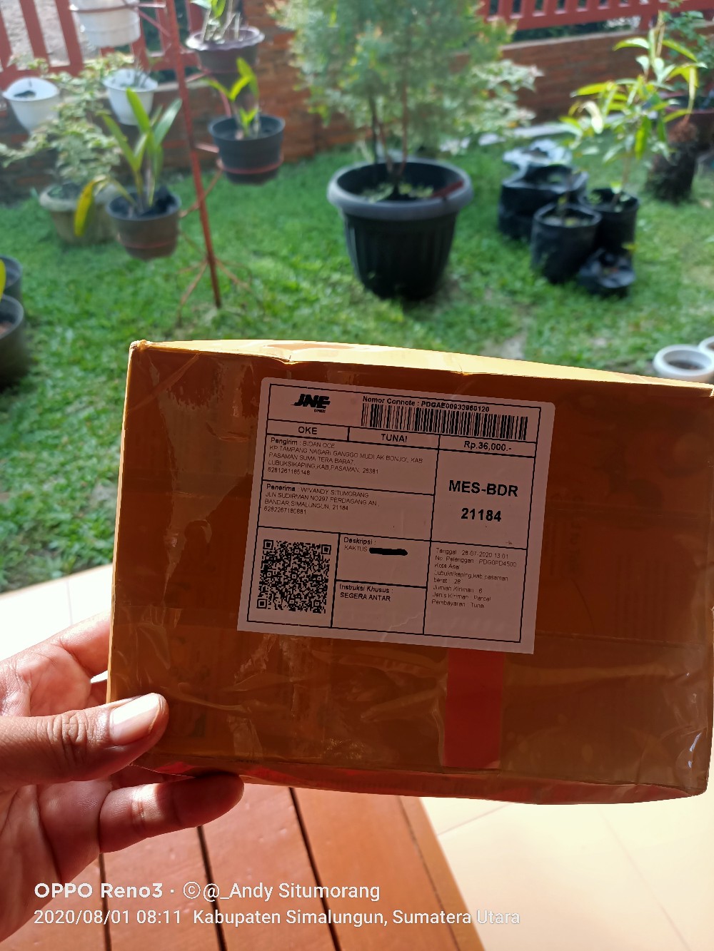 Kaktus Mickey Mouse Putih