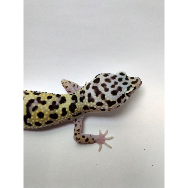 Mainan Leopard Gecko Macksnow Eclipse