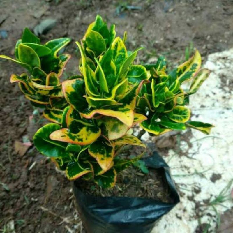 tanaman hias puring koin hijau, hiasan taman, kebutuhan taman, bibit tanaman, hiasan taman, bibit ta