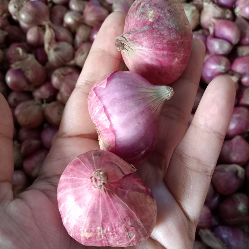 

bawang merah super