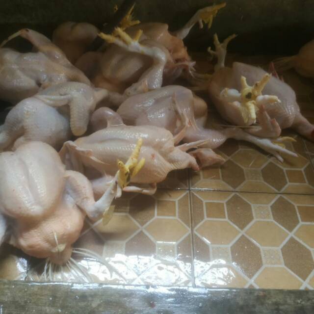 

Ayam Potong Segar 1.600 gram beserta DALEMAN,TERIMA BERSIH FRESH