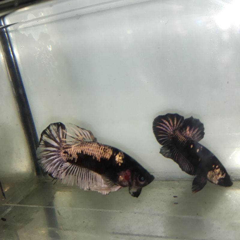 ikan cupang avatar cooper gold