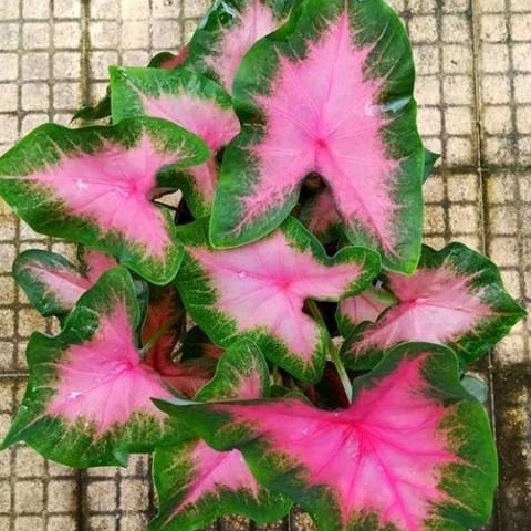 Caladium PINK LOVE Keladi Pink Bisa COD Tanaman Hias Murah