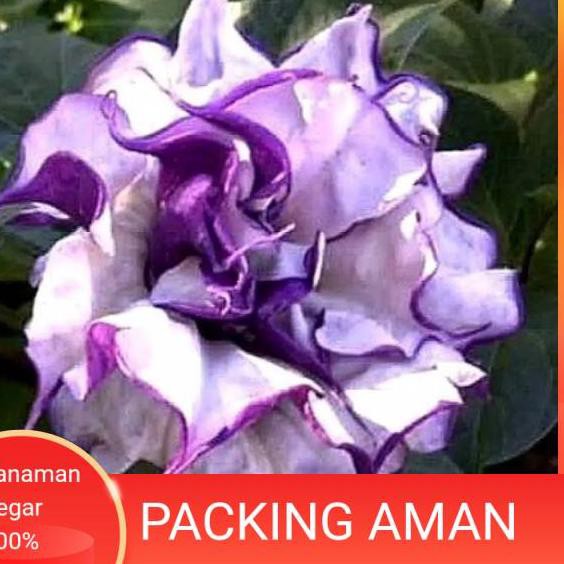 Terbaru bibit tanaman adenium bunga ungu bonggol besar bahan bonsai kamboja jepang . . . .