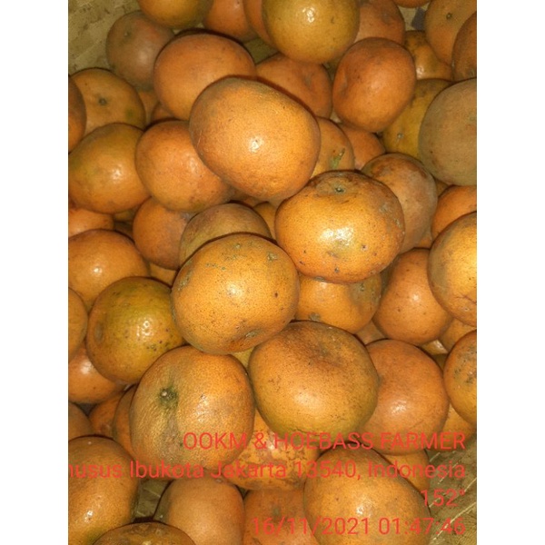 

JERUK MEDAN BERASTAGI FRESH