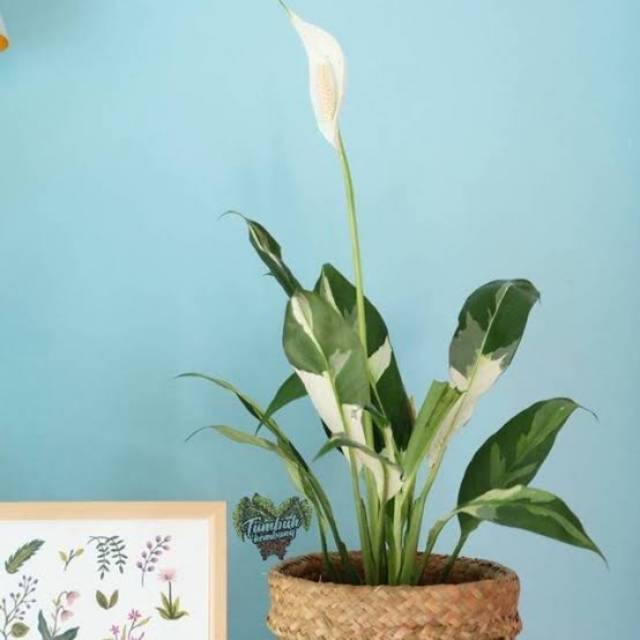 SPATHYFILLUM VARIEGATA, PEACE LILY VARIEGATA,
