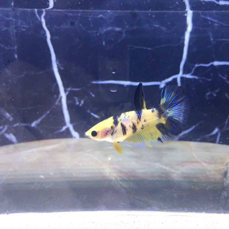 Yellow koi HMPK (female)