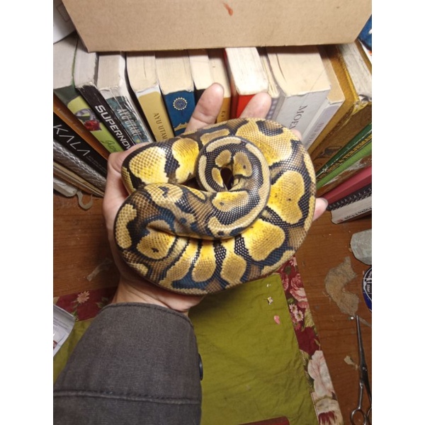 Ball Python Morph Pastel / BP. bukan retic, boa, cornsnake
