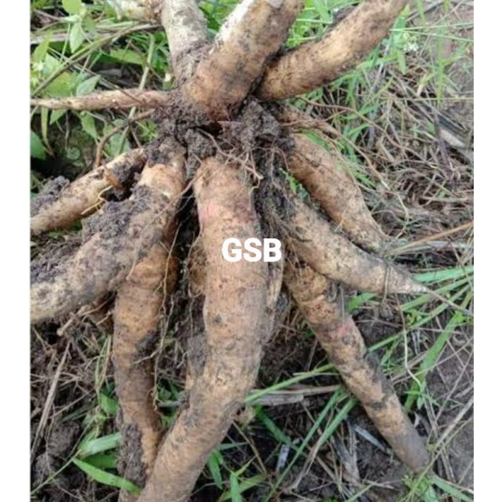 

Umbi singkong sapi kuru / singkong segar asli 1 kg