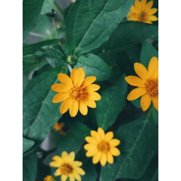 bibit bunga matahari mini/tanaman hias/biji bunga matahari mini/sun flower/ tanaman outdoor