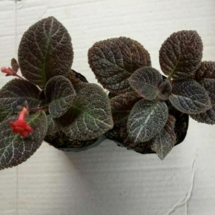 tanaman gias episcia violet-episcia hitam bludru bludru