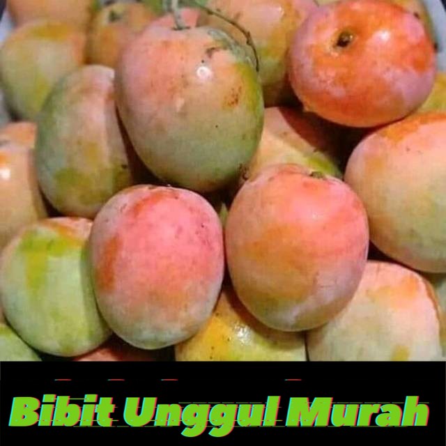 bibit mangga gedong gincu