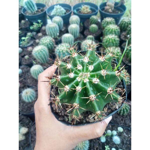 kaktus sanggul Bangkok jumbo/kaktus ownroot/kaktus murah/kaktus pasaman/oxigona