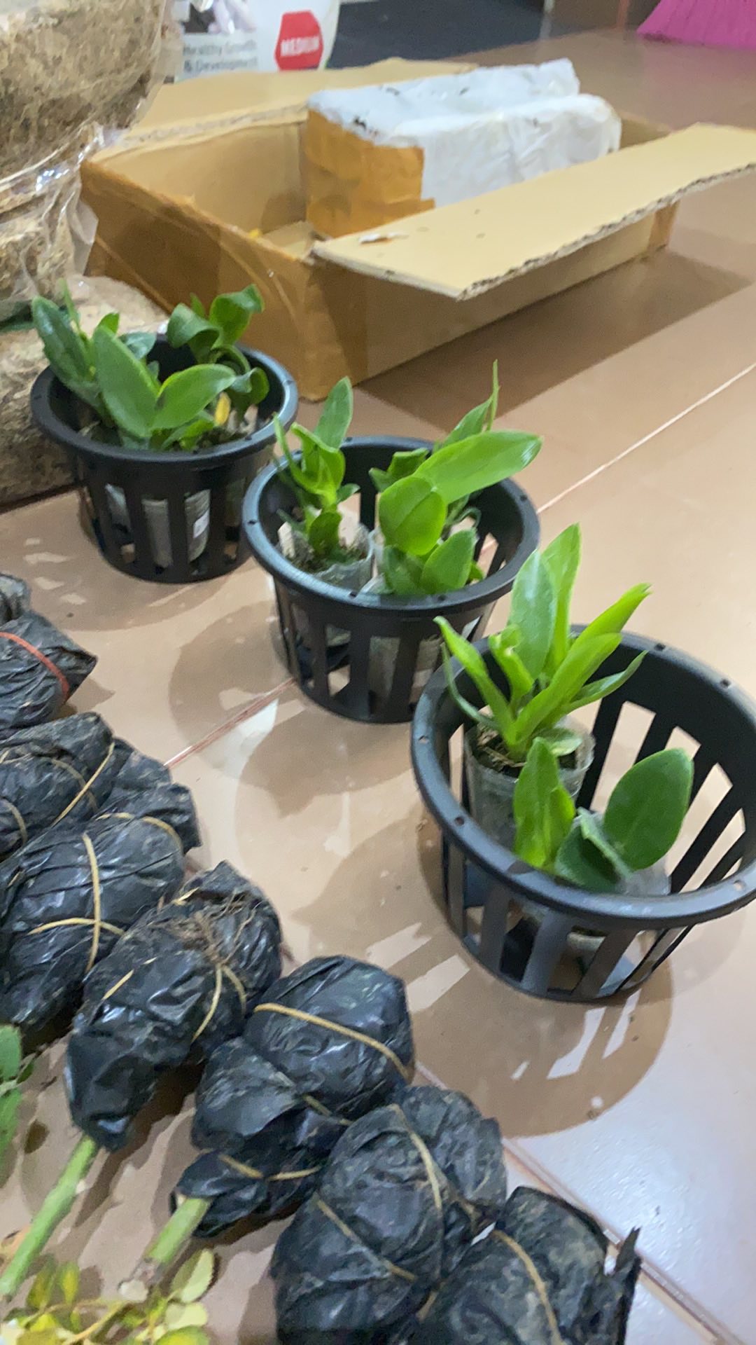 Anggrek Dendrobium Seedling Hybrid Thailand