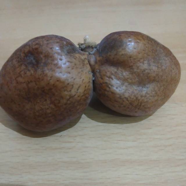 

Buah zuriat