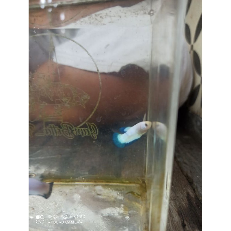 Bahan Blue Rim Top Grade