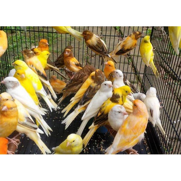 Burung Kenari Loper WAJIB TANYA STOK