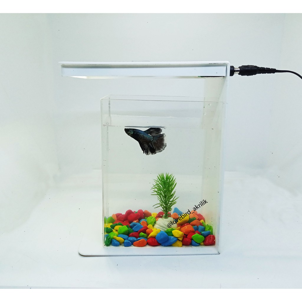 READY!!! Betta Fish Tank, Aquarium Mini Akrilik, Mini Aquascape, Akuarium cupang, Akuarium mini