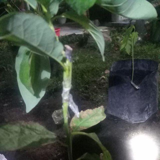 Termurah Bibit Tanaman Buah Alpukat Aligator Unggul/ Bibitt Murah Apokatt