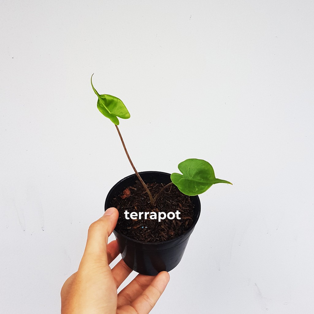 Alocasia Stingray tinggi 15cm