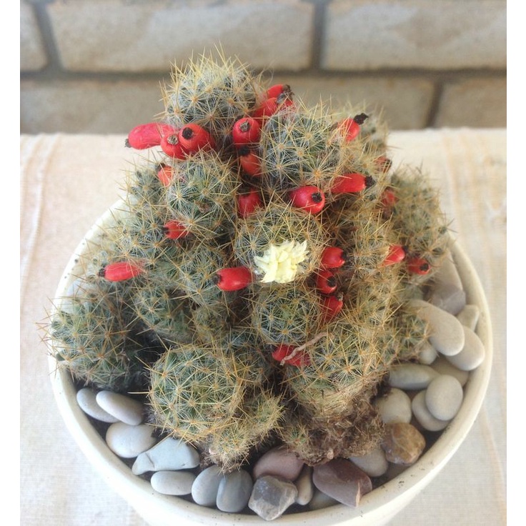 Kaktus Mammilaria Plorifera | Kaktus Cabe | Variasi Kuning Merah Putih | Paket Kaktus Sukulen Satuan