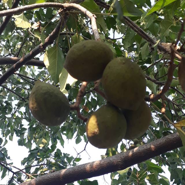 Kemiri Adu Muncang adu yanti tanos