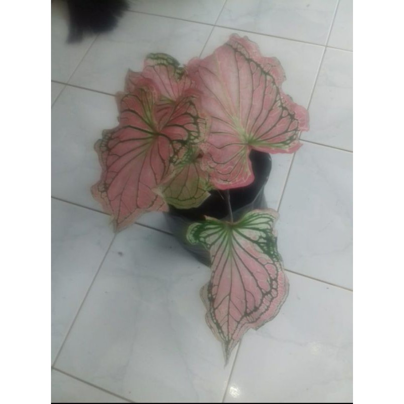 keladi wayang batik