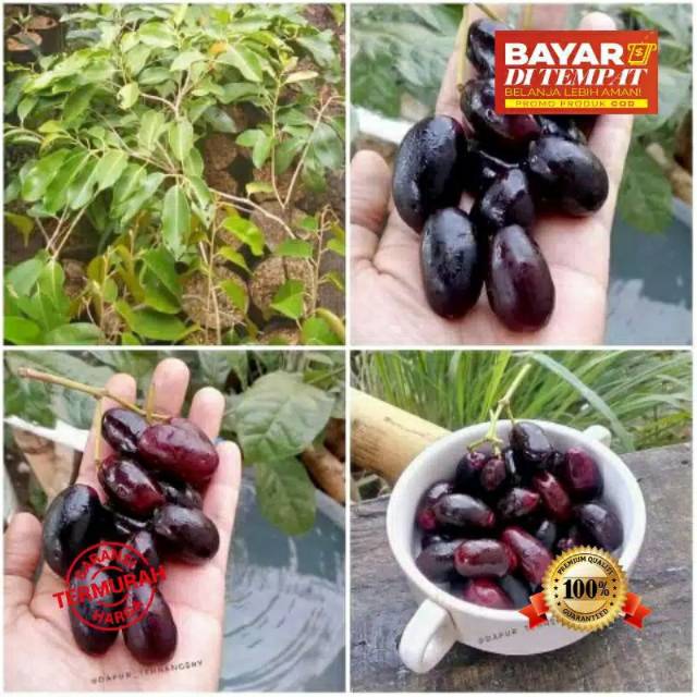 Bibit juwet hitam berkualitas