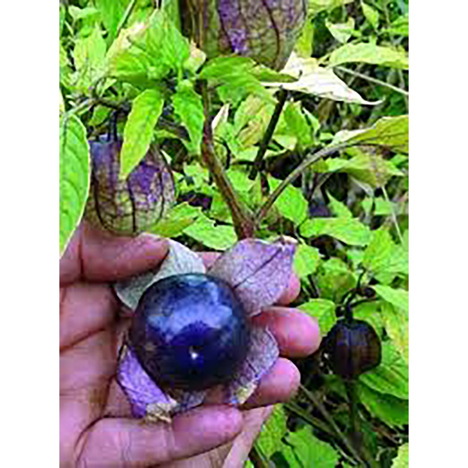 Benih-Bibit Ciplukan Ungu Jumbo/Purple Tomatillo (Haira Seed)