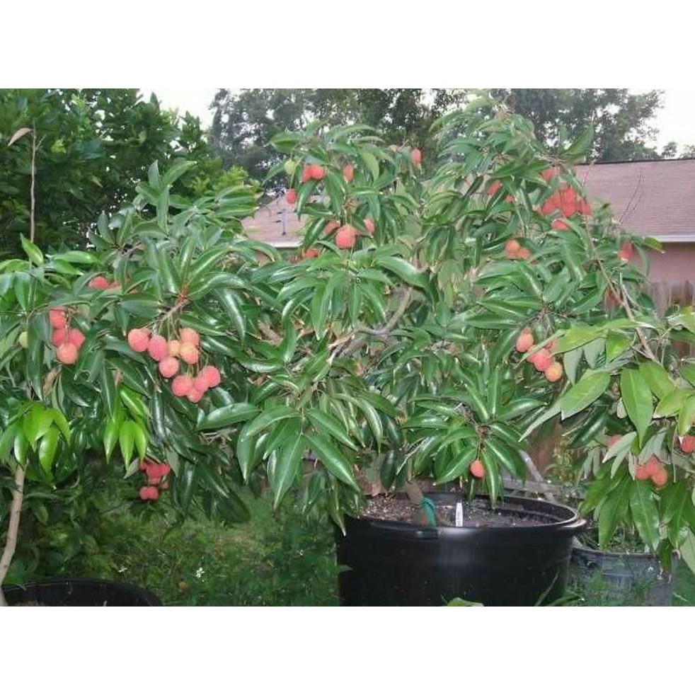 @_$ BIBIT TANAMAN BUAH LECI DARATAN - LECI KOM #_#