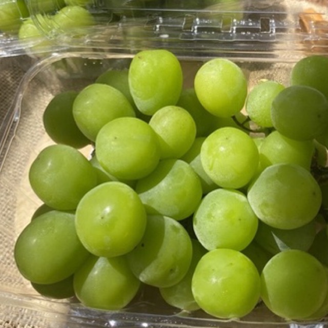 

Anggur Shine Muscat