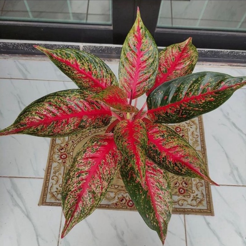 Bibit Aglonema Hot Lady Tanaman Hias Hidup Bibit Bunga Aglonema Hot Lady Bukan Bonggol