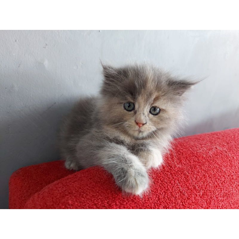 Kitten Ragdoll Norwegian