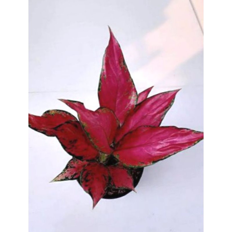 AGLAONEMA RUBY GARUDA