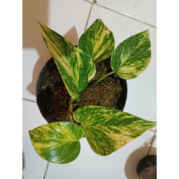 epipremnum marble yellow