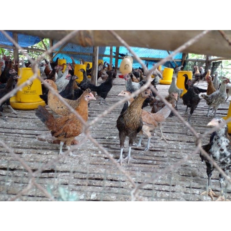 Ayam Kampung Potong Segar