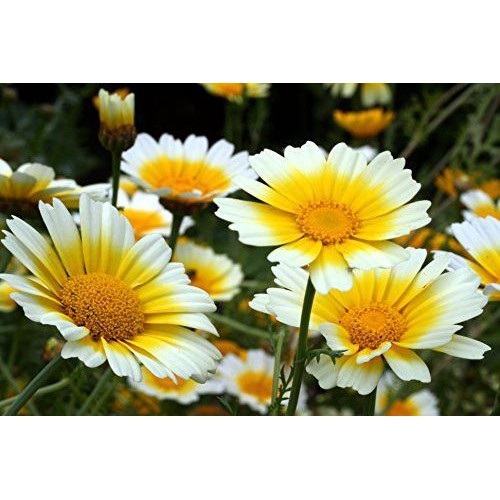 Benih Bibit Biji - Bunga Chrysanthemum Garland Daisy Flower Seeds - IMPORT