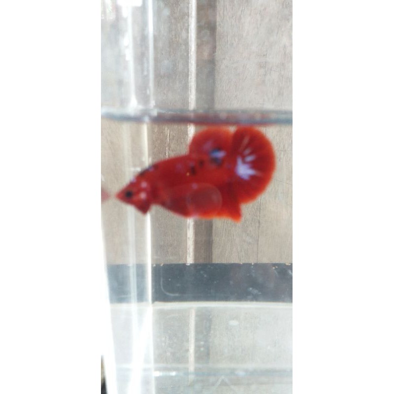 

ikan cupang hias Red Koi Strong Colour