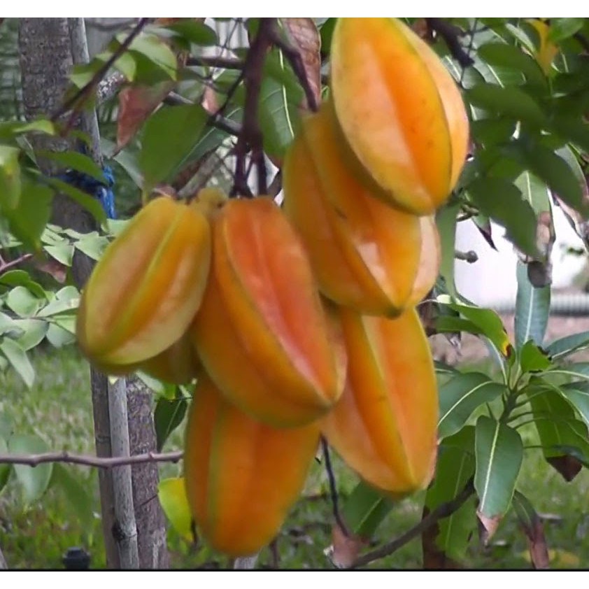 Bibit Belimbing Bangkok Merah