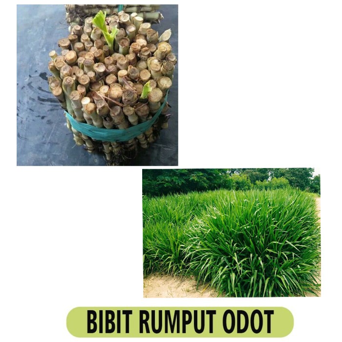 Benih rumput suket odot kolonjono - per 1 kilogram isi 30-35 biji