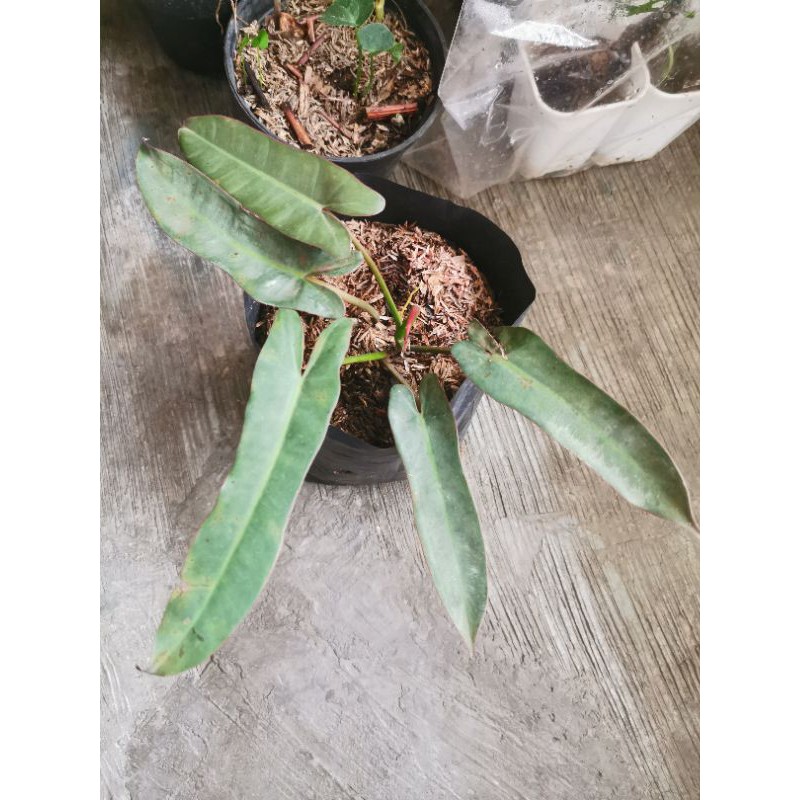 Philodendron Atabapoense