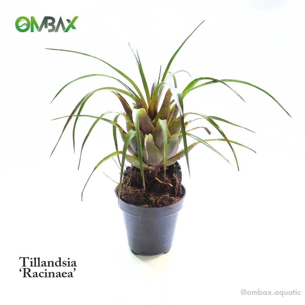 Tillandsia ‘Racinaea’ - Tanaman Vivarium / Terrarium